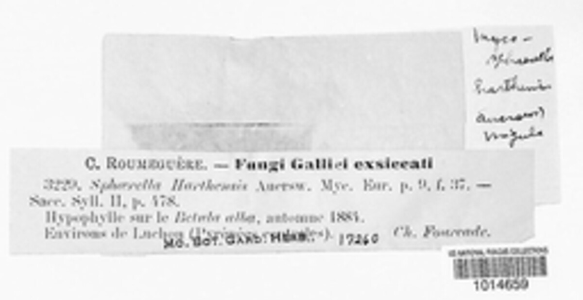 Mycosphaerella harthensis image